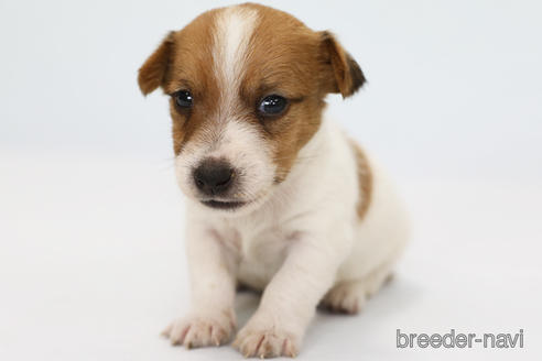 成約済の神奈川県のジャックラッセルテリア-240350の1枚目